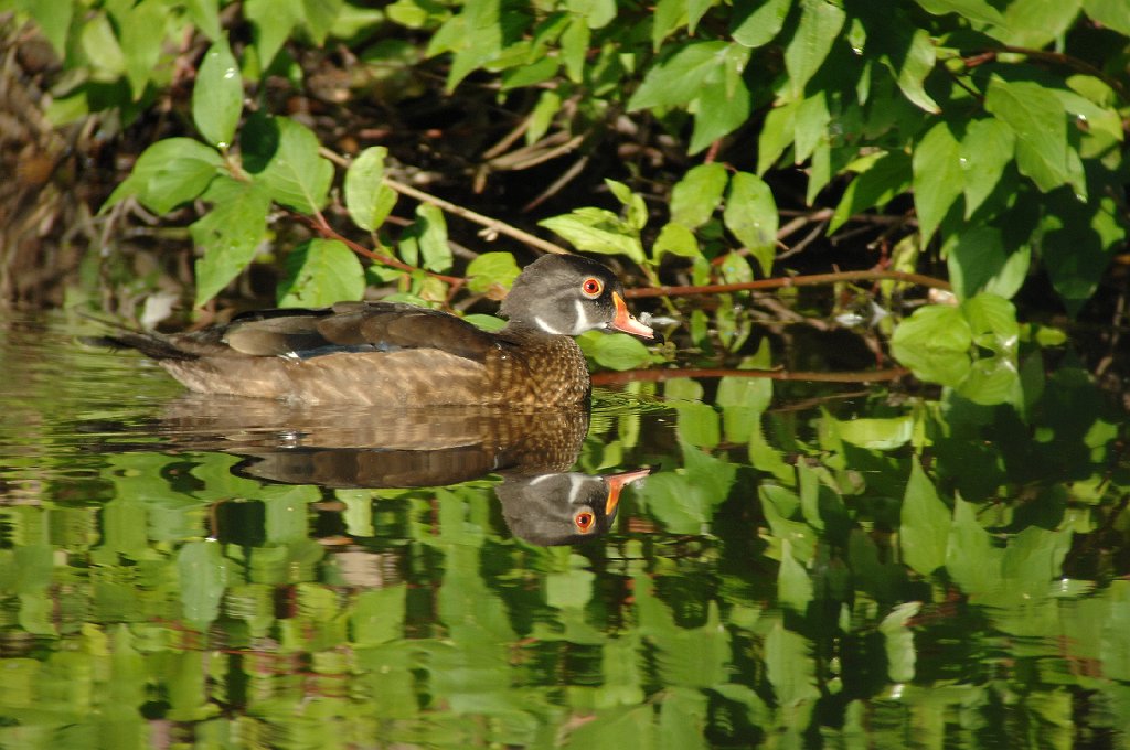 Duck, Wood, 2010-07034008 Albertson's Park, Boise, ID.JPG - Wood Duck. Albertson's Park, Boise, ID, 7-3-2010